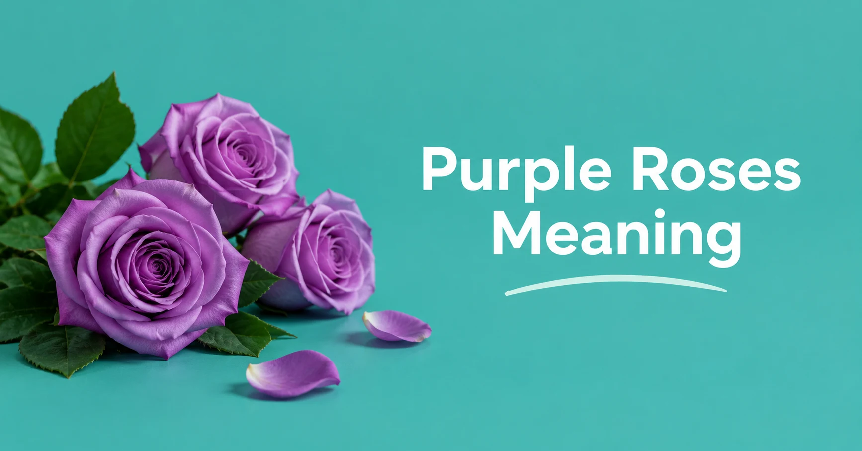 Purple Roses Meaning illustrated with realistic purple roses on a teal background.